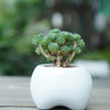 Ceramic White Hydroponics Garden Pot