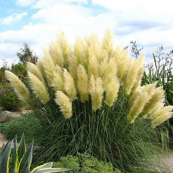 Cortaderia Selloana Grass Seeds