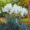Cortaderia Selloana Grass Seeds