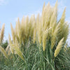 Cortaderia Selloana Grass Seeds