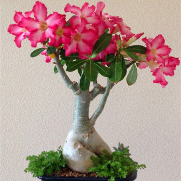 Desert Rose Flower Seeds Ornamental Plant