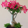 Desert Rose Flower Seeds Ornamental Plant