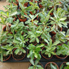 Desert Rose Flower Seeds Ornamental Plant