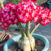 Desert Rose Flower Seeds Ornamental Plant