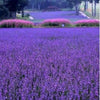 Organic Lavender Flower Seeds