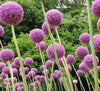 Purple Giant Allium Giganteum Seeds