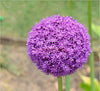 Purple Giant Allium Giganteum Seeds