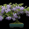 Indoor Ornamental Plant Wisteria Bonsai Seeds