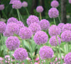 Purple Giant Allium Giganteum Seeds