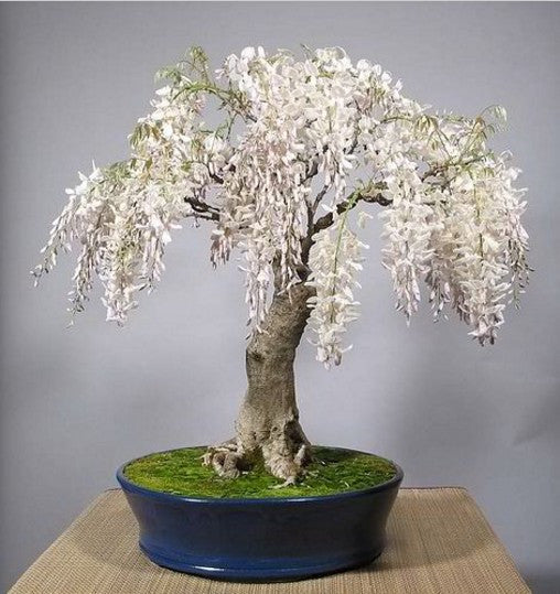 Indoor Ornamental Plant Wisteria Bonsai Seeds