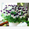 Pansy Seeds Indoor Ornamental Plants