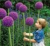 Purple Giant Allium Giganteum Seeds