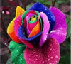 Rainbow Rose Flower Seeds