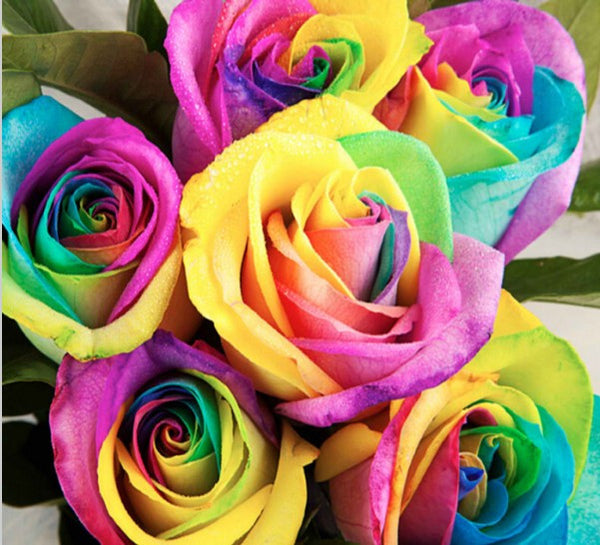 Rainbow Rose Flower Seeds