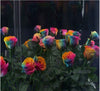 Rainbow Rose Flower Seeds