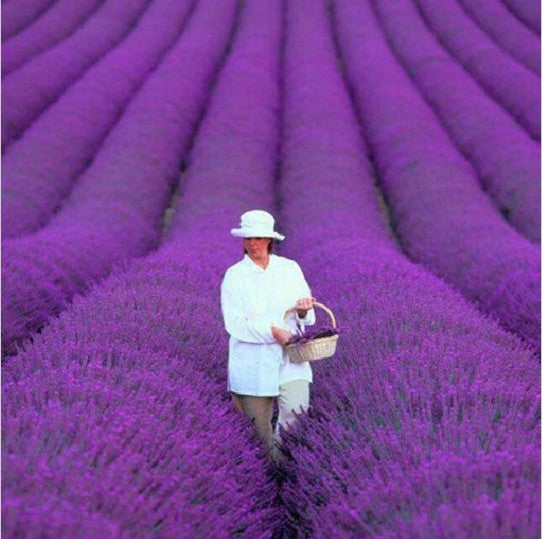 Organic Lavender Flower Seeds