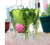 Hanging Backetplant With Hook Hang Basket For Bonsai Pot