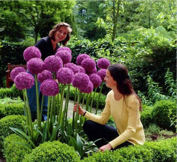 Purple Giant Allium Giganteum Seeds