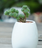 Ceramic White Hydroponics Garden Pot