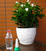 Ceramic Automatic Watering Bottle