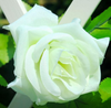 Artificial Rose Garland Silk Vine Flower Plant