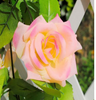 Artificial Rose Garland Silk Vine Flower Plant