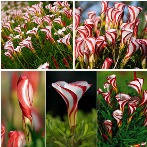 Oxalis Versicolor Flower Seeds